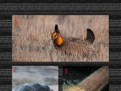 3 animaux en voie de disparition au canada.