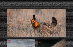 3 animaux en voie de disparition au canada.