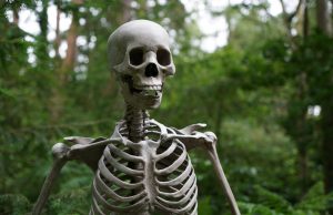 Les os du squelette humain